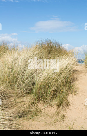 Dünengebieten Grass, Ammophila Arenaria, am Holkham Beach, Norfolk, England Stockfoto