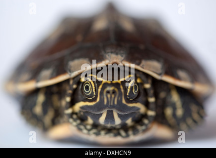 Baby-Schildkröte zum Verkauf an Lebensmittel-Markt in Phnom Penh Stockfoto