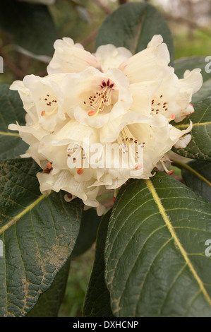 Reichliche Massen von zarten großen Blüte blass Creme und weiß Rhododendron Blüten Stockfoto