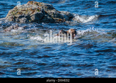 Wilde Europäische Otter ernähren sich von Felsen in flachen Gewässern in Shetland Schottland Stockfoto