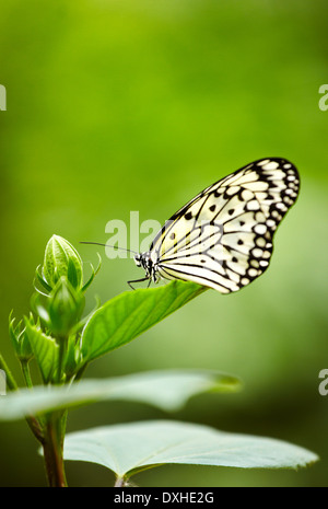 Butterfly Papier Kite, Reispapier oder große Baumnymphe (Idee Leuconoe). Schmetterlingsgarten. Hunawihr. Haut-Rhin. Das Elsass. Frankreich Stockfoto