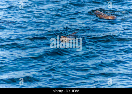 Wilde Europäische Otter schwimmen in flachen Gewässern in Shetland Schottland Stockfoto