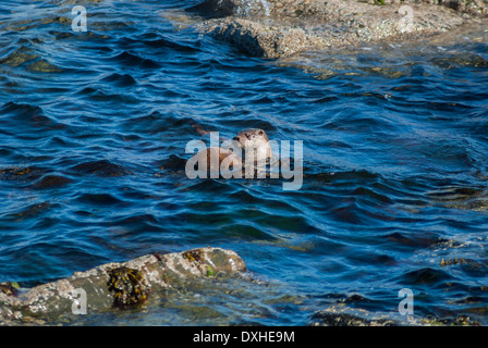 Wilde Europäische Otter schwimmen in flachen Gewässern in Shetland Schottland Stockfoto