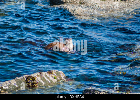 Wilde Europäische Otter schwimmen in flachen Gewässern in Shetland Schottland Stockfoto