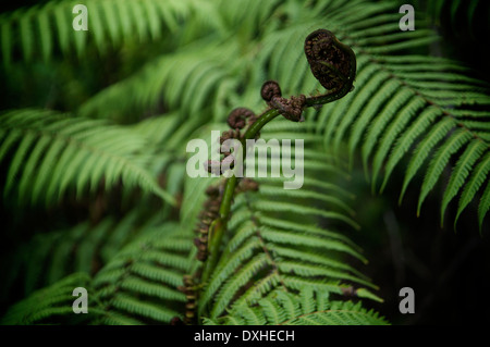 Silver fern von Neuseeland entfaltet, bevor eine ausgereifte Version im Hintergrund. Stockfoto