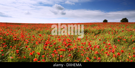 Red Poppy Field mit Bäumen am Horizont Stockfoto