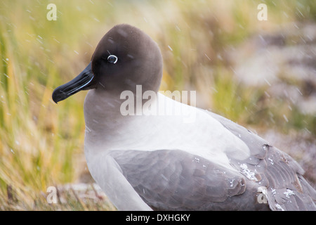 Ein Licht Jaguaren Albatros oder Licht Mantled Sooty Albatros, Phoebetria Palpebrata auf Südgeorgien, Stockfoto