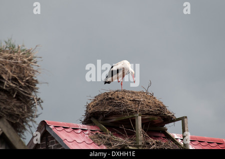 Traditionelle Landnutzung garantiert der Weißstorch in Ruehstaedt in Deutschland reichlich zu essen, ihre Küken zu unterstützen. Stockfoto