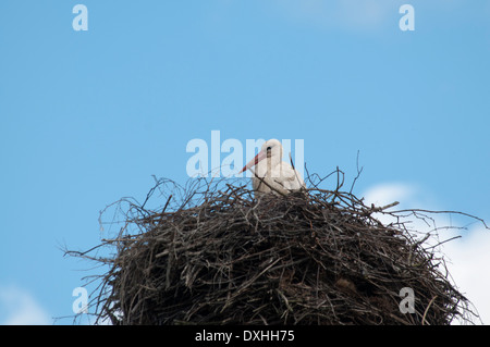 Traditionelle Landnutzung garantiert der Weißstorch in Ruehstaedt in Deutschland reichlich zu essen, ihre Küken zu unterstützen. Stockfoto