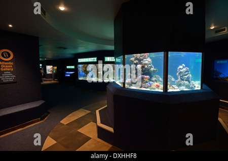 Zwei Oceans Aquarium, Innenansicht, Cape Town, Western Cape, Südafrika, Afrika Stockfoto