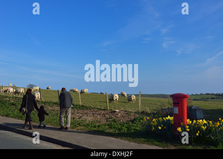 Frühling-Lämmer auf einem Feld am Pett Dorf in der Nähe von Hastings, East Sussex. Stockfoto