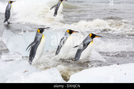 Königspinguine begeben Sie sich zum Meer auf einem Angelausflug letzten Eis am Gold Harbour, Südgeorgien, südliche Ozean. Stockfoto