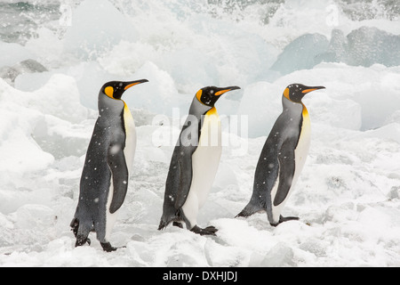 Königspinguine begeben Sie sich zum Meer auf einem Angelausflug letzten Eis am Gold Harbour, Südgeorgien, südliche Ozean. Stockfoto