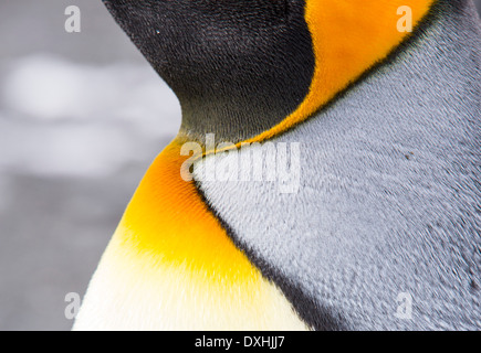 Eine Nahaufnahme von Königspinguine Hals Gefieder am Gold Hafen, Südgeorgien, südliche Ozean. Stockfoto