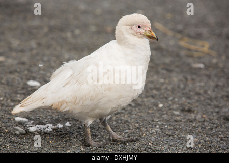 Eine verschneite Scheidenschnabel, Chionis Albus, in einer Königspinguin-Kolonie am Hafen von Gold, Süd-Georgien. Stockfoto