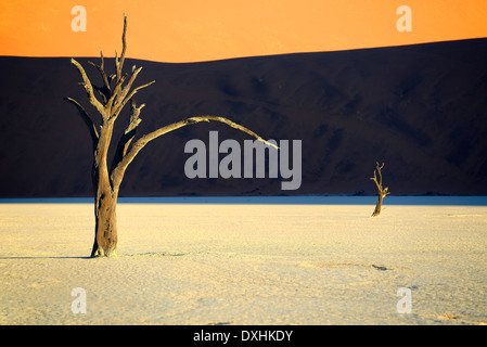 Tote Bäume Camel Thorn (Acacia Erioloba), Deadvlei, Sossusvlei, Namib-Naukluft-Park, Namib-Wüste, Namibia, Afrika Stockfoto