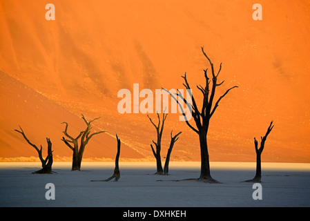 Tote Bäume Camel Thorn (Acacia Erioloba), Deadvlei, Sossusvlei, Namib-Naukluft-Park, Namib-Wüste, Namibia, Afrika Stockfoto