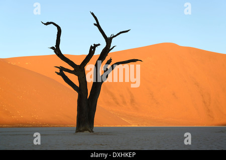 Toter Baum Camel Thorn (Acacia Erioloba), Deadvlei, Sossusvlei, Namib-Naukluft-Park, Namib-Wüste, Namibia, Afrika Stockfoto