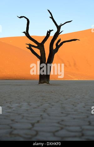 Toter Baum Camel Thorn (Acacia Erioloba), Deadvlei, Sossusvlei, Namib-Naukluft-Park, Namib-Wüste, Namibia, Afrika Stockfoto