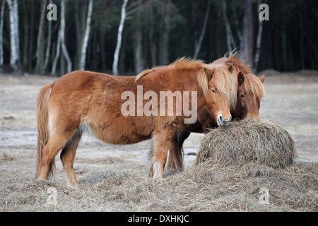 Islandpferde auf Heu füttern Stockfoto