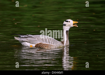 Unter der Leitung von Bar Gans (Anser Indicus), Asien Stockfoto