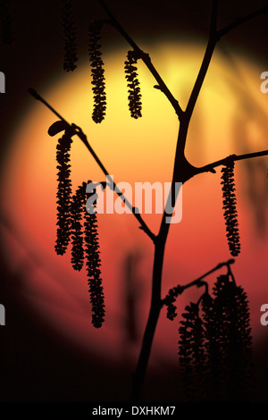 Hazel Corylus Avella Kätzchen im Spätwinter gegen eine Einstellung Sonne Stockfoto