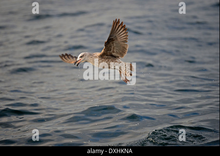 Kap-Möwe (Larus Larus Dominicanus Vetula oder Vetula) in juvenile Gefieder, False Bay, Western Cape, Südafrika, Afrika Stockfoto