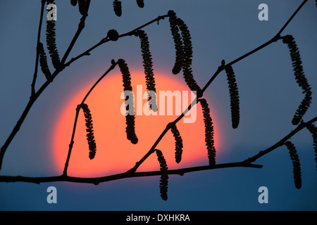 Hazel Corylus Avella Kätzchen im Spätwinter gegen eine Einstellung Sonne Stockfoto