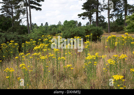 Gelben Blüten der gemeinsamen Kreuzkraut, Senecio Jacobaea, auf der Heide in der Suffolk-Sandlings, Butley, England Stockfoto