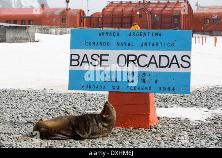 Antarktischen Seebären an Base Orcadas ist eine argentinische Forschungsstation in der Antarktis Stockfoto