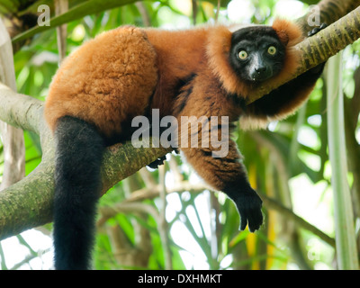 Roter Vari (Varecia Variegata Rubra) Stockfoto