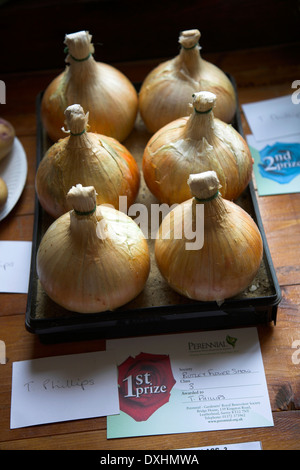 Zwiebeln Gemüse zeigen Contest-Gewinner des ersten Preises, Butley, Suffolk, England, Stockfoto