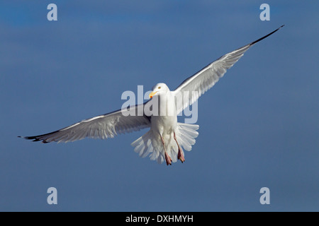 Einzelne Silbermöwe Larus Agentatus im Flug Nordsee Norfolk Stockfoto