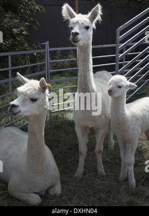 Weiße Lamas auf dem Display an Sommerfest bei Butley, Suffolk, England Stockfoto