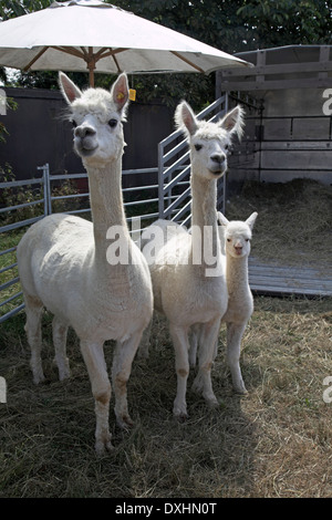 Weiße Lamas auf dem Display an Sommerfest bei Butley, Suffolk, England Stockfoto