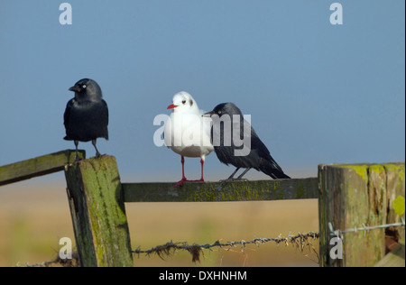 Schwarze Spitze Gull Larus Ridibundus und Dohlen Corvus monedula Stockfoto