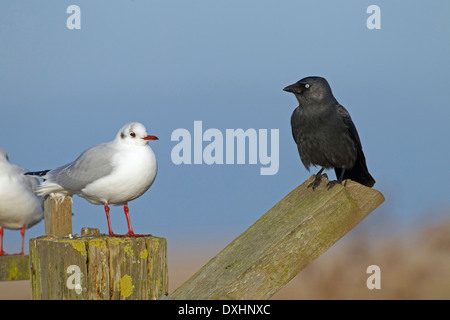 Schwarze Spitze Möwen Larus Ridibundus und Dohle Corvus monedula Stockfoto