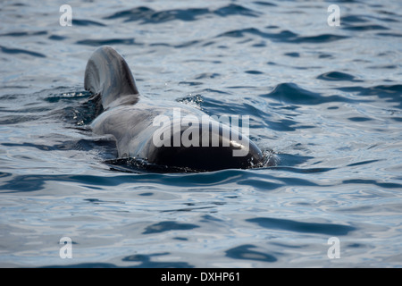 Kurz-finned Grindwal (Globicephala Macrorhynchus) auftauchen, zeigen große Rückenflosse. La Gomera, Kanarische Inseln. Stockfoto