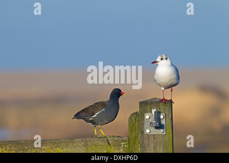 Moorhen Gallinula Chloropus thront auf Zaun mit Lachmöwe Stockfoto