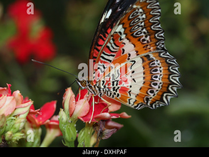 Nahaufnahme des asiatischen rot Florfliege Schmetterlings (Cethosia Biblis) auf Nahrungssuche auf einer Blume Stockfoto