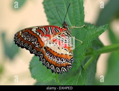 Nahaufnahme des asiatischen rot Florfliege Schmetterlings (Cethosia Biblis), 20 Bilder in allen Stockfoto