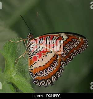 Nahaufnahme des asiatischen rot Florfliege Schmetterlings (Cethosia Biblis), 20 Bilder in allen Stockfoto