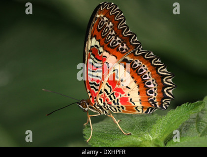 Nahaufnahme des asiatischen rot Florfliege Schmetterlings (Cethosia Biblis), 20 Bilder in allen Stockfoto