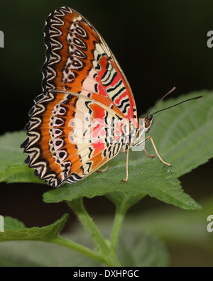 Nahaufnahme des asiatischen rot Florfliege Schmetterlings (Cethosia Biblis), 20 Bilder in allen Stockfoto