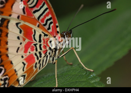 Nahaufnahme des asiatischen rot Florfliege Schmetterlings (Cethosia Biblis), 20 Bilder in allen Stockfoto