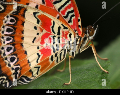 Nahaufnahme des asiatischen rot Florfliege Schmetterlings (Cethosia Biblis), 20 Bilder in allen Stockfoto