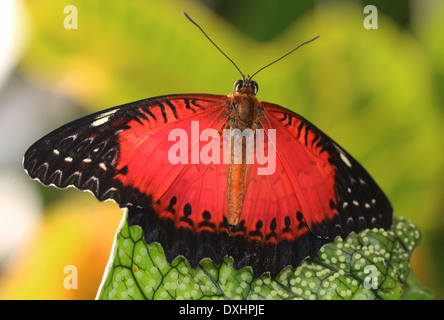 Nahaufnahme des asiatischen rot Florfliege Schmetterlings (Cethosia Biblis), 20 Bilder in allen Stockfoto