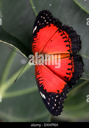 Nahaufnahme des asiatischen rot Florfliege Schmetterlings (Cethosia Biblis), 20 Bilder in allen Stockfoto