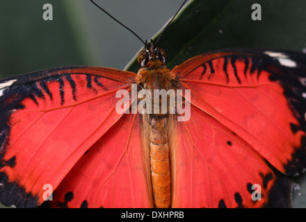 Nahaufnahme des asiatischen rot Florfliege Schmetterlings (Cethosia Biblis), 20 Bilder in allen Stockfoto
