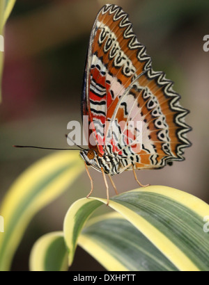 Nahaufnahme des asiatischen rot Florfliege Schmetterlings (Cethosia Biblis), 20 Bilder in allen Stockfoto